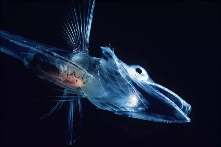 Isfiskene kan minne om et dyr fra mange hundre millioner år tilbake. Her en larve.