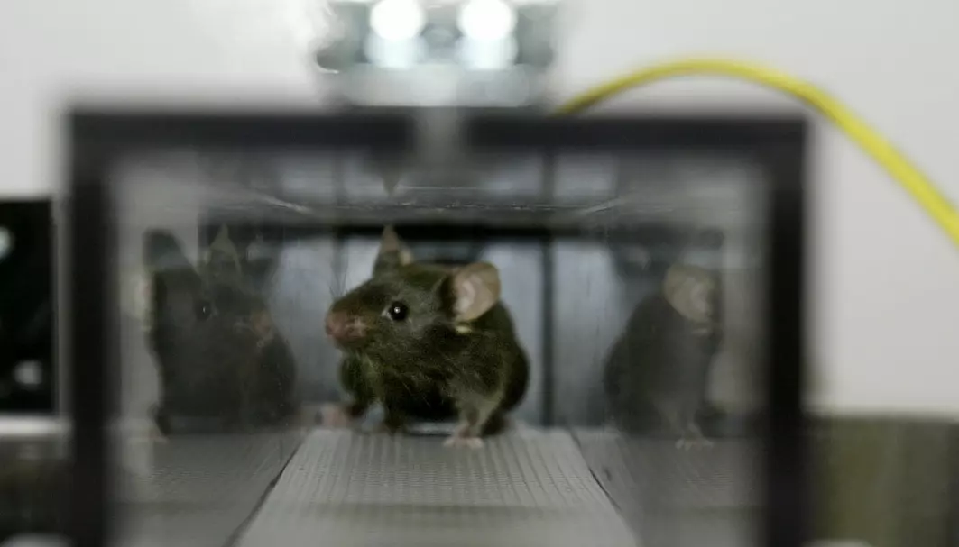 Det er enda mye vi ikke vet om hvordan trening påvirker kroppene våre. For å få nye svar fikk forskerne mus til å løpe på tredemølle i en time så de kunne undersøke dem.