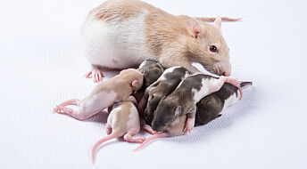 Når rottemor spiser søtstoffer, endres tarmfloraen og helsa til ungene