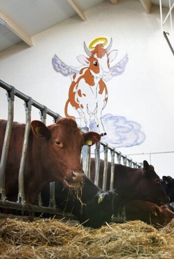 En ny undersøkelse viser store forskjeller på melkeproduksjonen avhengig av hvordan kyrne har det i fjøset. (Foto: Johan Arnt Nesgård/Trønderavisa) En ny undersøkelse viser store forskjeller på melkeproduksjonen avhengig av hvordan kyrne har det i fjøset. (Foto: Johan Arnt Nesgård/Trønderavisa)