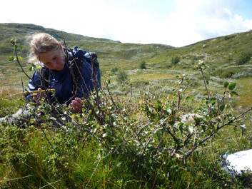 Fjellbjørka vil opp og fram og helst kle hele fjellet. (Foto: James Speed) Fjellbjørka vil opp og fram og helst kle hele fjellet. (Foto: James Speed)