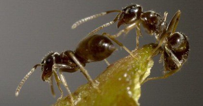To arbeidsmaur av den invaderende hagemauren Lasius neglectus. Mauren er 2,5 til 3 mm stor. (Foto: G. Brovad/ZMUC) To arbeidsmaur av den invaderende hagemauren Lasius neglectus. Mauren er 2,5 til 3 mm stor. (Foto: G. Brovad/ZMUC)