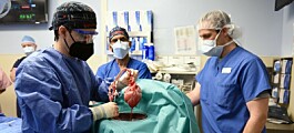 38 nordmenn døde på venteliste til nytt organ i fjor.Er hjerter, nyrer og lunger fra dyr svaret?