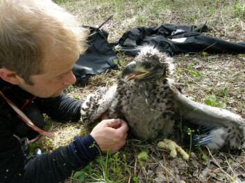 Trond Johnsen sammen med en ikke flygedyktig ørn. Nå er fjærprøver nok til å måle miljøgifter, i motsetning til tidligere blodprøver. (Foto: Sveinn Are Hanssen, NINA) Trond Johnsen sammen med en ikke flygedyktig ørn. Nå er fjærprøver nok til å måle miljøgifter, i motsetning til tidligere blodprøver. (Foto: Sveinn Are Hanssen, NINA)