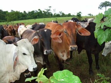 Antall kveg har økt dramatisk i Mellom-Amerika på grunn av befolkningsøkning med økt etterspørsel etter melk og kjøtt. Konsekvensen er store miljøproblemer med ødelagt beiteområder og avskoging. (Foto: Marit Jørgensen)