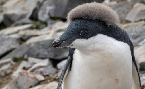 Hvorfor har pingvinen så kul sveis?