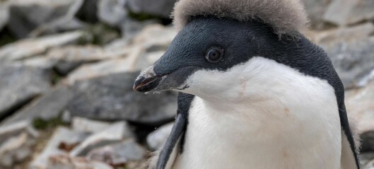Hvorfor har pingvinen så kul sveis?