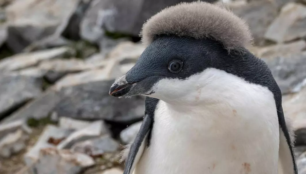Adelie-pingvinen lukter vondt og bråker fælt, forteller pingvin-biologen Audun.