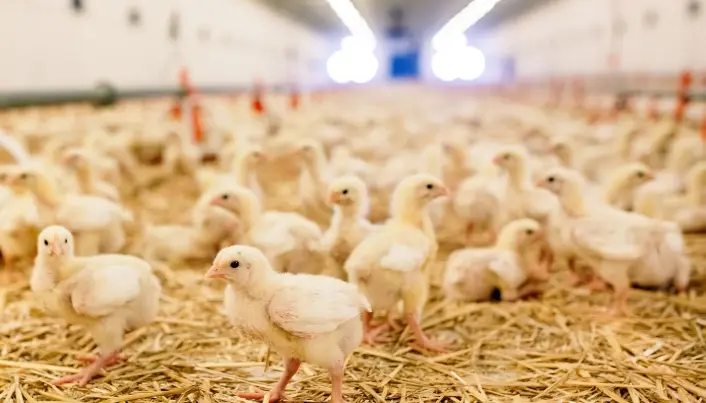 Norge er blant landene som bruker minst antibiotika i landbruket. Norge er blant landene som bruker minst antibiotika i landbruket.