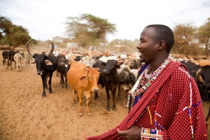 Verdens rikeste lover å satse tungt på økt matproduksjon i fattige land. Masaiene i Øst-Afrika har lange tradisjoner for kvegdrift. Bilde fra Kenya. (Foto: iStockphoto) Verdens rikeste lover å satse tungt på økt matproduksjon i fattige land. Masaiene i Øst-Afrika har lange tradisjoner for kvegdrift. Bilde fra Kenya. (Foto: iStockphoto)