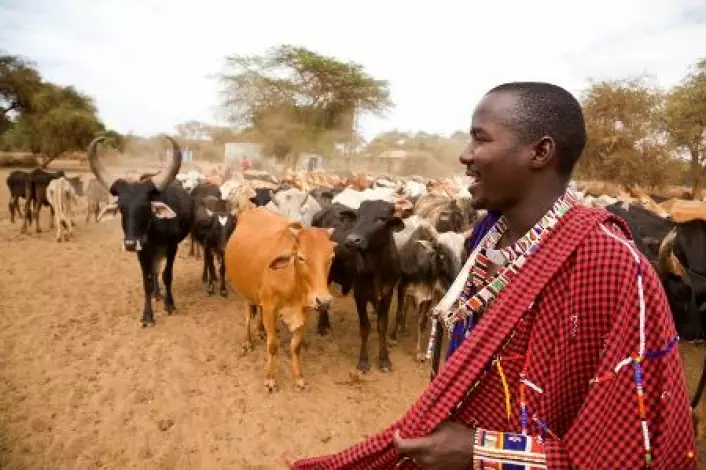 Verdens rikeste lover å satse tungt på økt matproduksjon i fattige land. Masaiene i Øst-Afrika har lange tradisjoner for kvegdrift. Bilde fra Kenya. (Foto: iStockphoto)