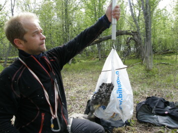 Normalvekt på en ørneunge er rundt 2,5 kilo. Fullvoksen vil ei havørn veie 3,5 kilo. Trond Johnsen veier og måler. (Foto: Sveinn Are Hanssen, NINA) Normalvekt på en ørneunge er rundt 2,5 kilo. Fullvoksen vil ei havørn veie 3,5 kilo. Trond Johnsen veier og måler. (Foto: Sveinn Are Hanssen, NINA)