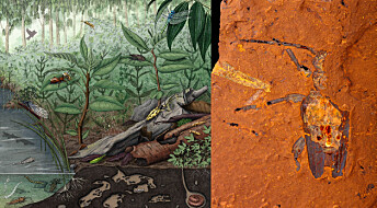 Stort fossilfunn gir innblikk i Australias regnskoger før landet ble tørt