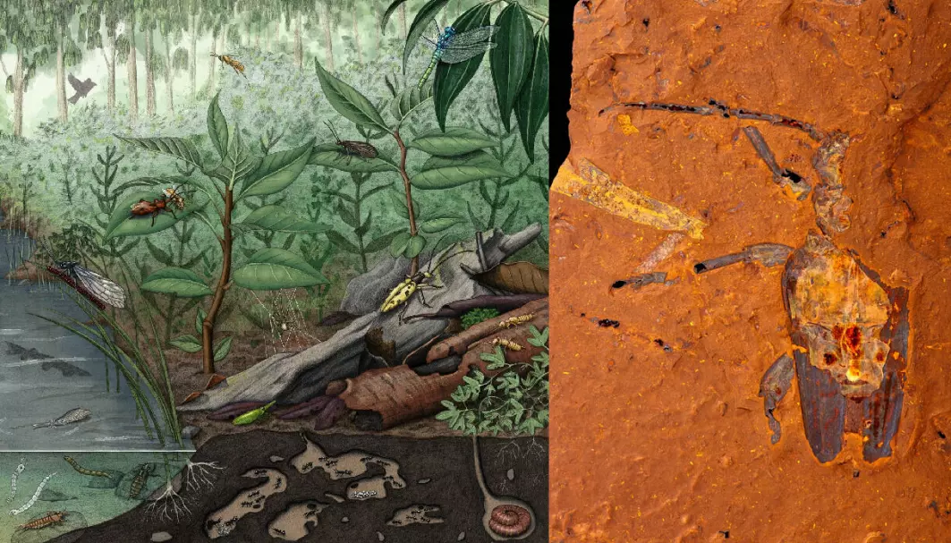 Fossiler fra New South Wales forteller om livet i regnskogen for 15 millioner år siden.