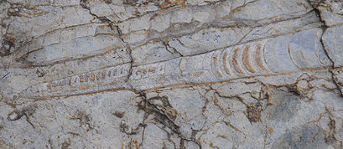 Fossil blekksprut fra Slemmestad. Foto: Hans Arne Nakrem, Naturhistorisk museum/UiO Fossil blekksprut fra Slemmestad. Foto: Hans Arne Nakrem, Naturhistorisk museum/UiO