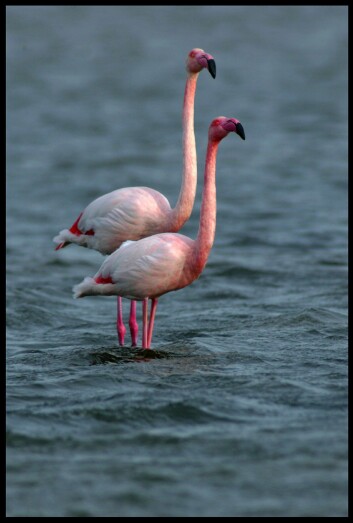 (Foto: Colourbox) (Foto: Colourbox)