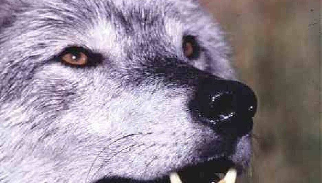- Lokal kontroll utryddar ulven