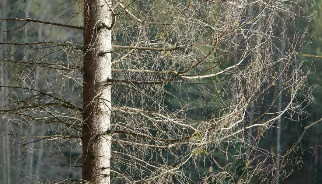 Mye tørrgran står i skogen. Tørkesommeren 2018 og angrep av granbarkbillen har gitt mange døde grantrær i de norske skoger.