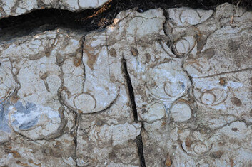 Fossile blekkspruter delt på tvers. Sifoen nederst er godt synlig. Foto: Hans Arne Nakrem, Naturhistorisk museum/UiO Fossile blekkspruter delt på tvers. Sifoen nederst er godt synlig. Foto: Hans Arne Nakrem, Naturhistorisk museum/UiO