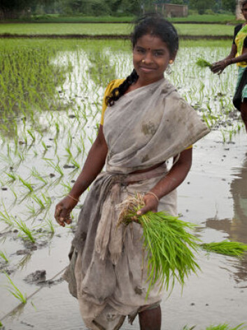 Feltarbeidet til ClimaRice-prosjektet forgår i Tanil Nadu, helt sør i India. (Foto: Ragnar Våga Pedersen) Feltarbeidet til ClimaRice-prosjektet forgår i Tanil Nadu, helt sør i India. (Foto: Ragnar Våga Pedersen)