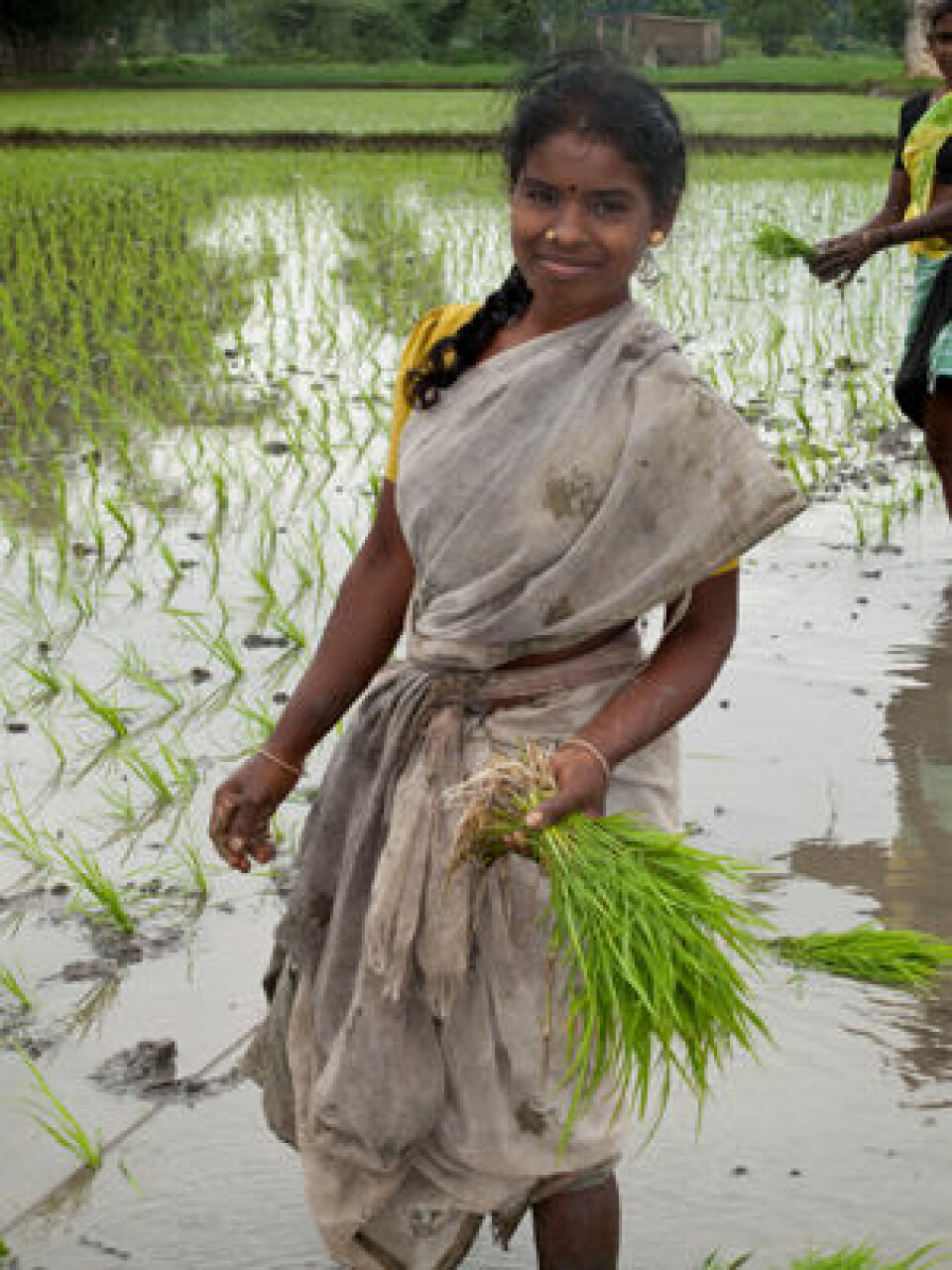 Feltarbeidet til ClimaRice-prosjektet forgår i Tanil Nadu, helt sør i India. (Foto: Ragnar Våga Pedersen)