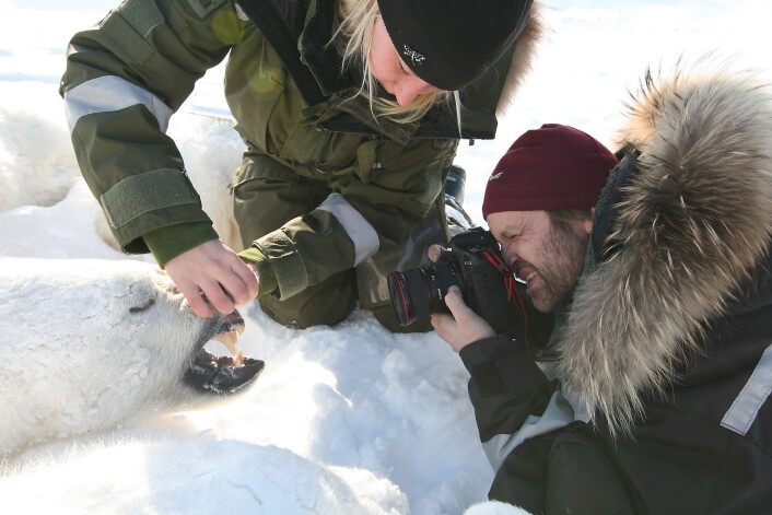 Silje-Kristin Jensen og veileder Jon Aars fra Norsk Polarinstitutt med ei isbjørnbinne under feltarbeid på Svalbard. (Foto: Magnus Andersen/Norsk Polarinstitutt) Silje-Kristin Jensen og veileder Jon Aars fra Norsk Polarinstitutt med ei isbjørnbinne under feltarbeid på Svalbard. (Foto: Magnus Andersen/Norsk Polarinstitutt)