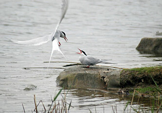 Well managed protected areas assist waterbirds on the move