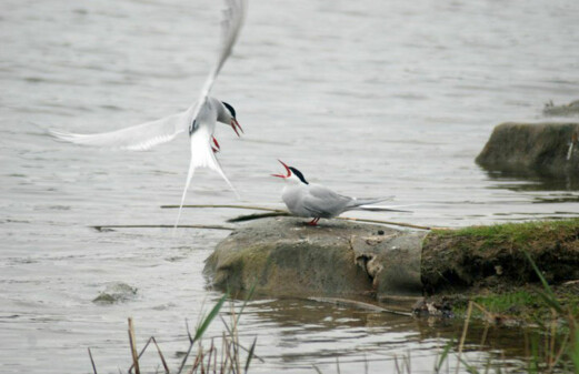 Well managed protected areas assist waterbirds on the move