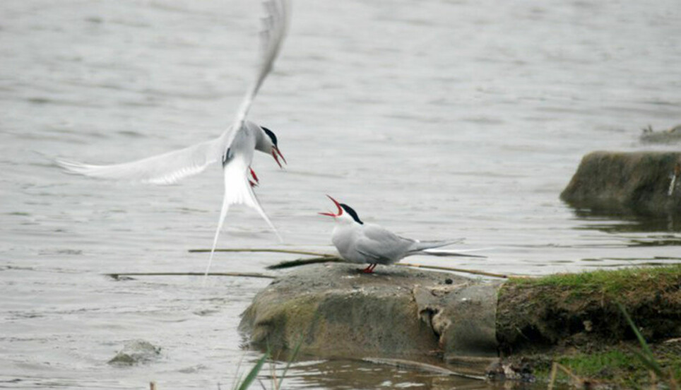 Researchers found that waterbird communities adjust faster to climate warming inside protected areas with a management plan compared to sites without a management plan.