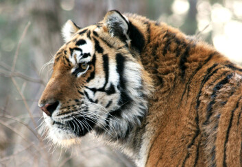 Sibirtigeren er under hardt press. Den allerede truede arten har mistet deler av leveområdene sine i Russland, og har vært utsatt for jegere som bedriver ulovlig jakt. (Foto: Dale Miquelle/Wildlife Conservation Society) Sibirtigeren er under hardt press. Den allerede truede arten har mistet deler av leveområdene sine i Russland, og har vært utsatt for jegere som bedriver ulovlig jakt. (Foto: Dale Miquelle/Wildlife Conservation Society)