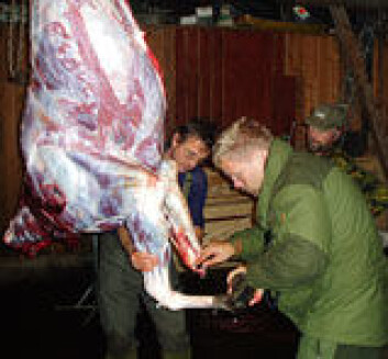 "Denne åringen - skutt i Trøndelag under årets jakt - veide 139 kilo slaktet. Fra venstre: Tore Oksholen, Ronny Johnsen og Svein Fløttum." "Denne åringen - skutt i Trøndelag under årets jakt - veide 139 kilo slaktet. Fra venstre: Tore Oksholen, Ronny Johnsen og Svein Fløttum."
