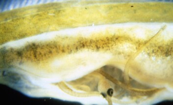 Fødende hannfisk. (Foto: Stefan von Bothmer) Fødende hannfisk. (Foto: Stefan von Bothmer)