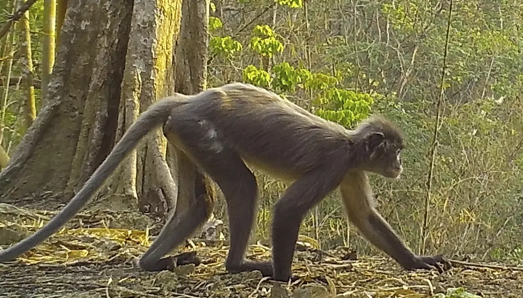 Denne apekatten, som har fått navnet popa langur, er blant de 224 artene som ble avdekket i Mekong-regionen i fjor.
