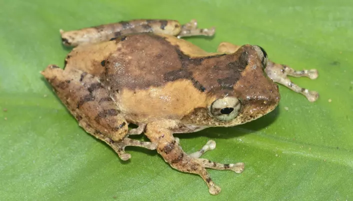 17 amfibie-typer, blant dem denne frosken, står på listen over de 224 nye artene som er funnet i Mekong-området.