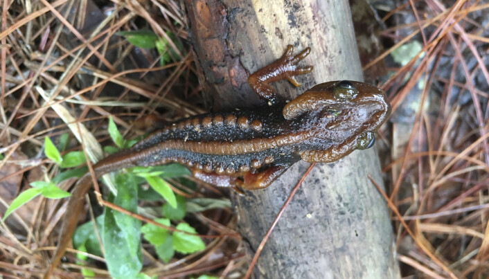 Salamander Doi Phu Kha është në listën e specieve të WWF-së që deri më tani kanë qenë të panjohura.