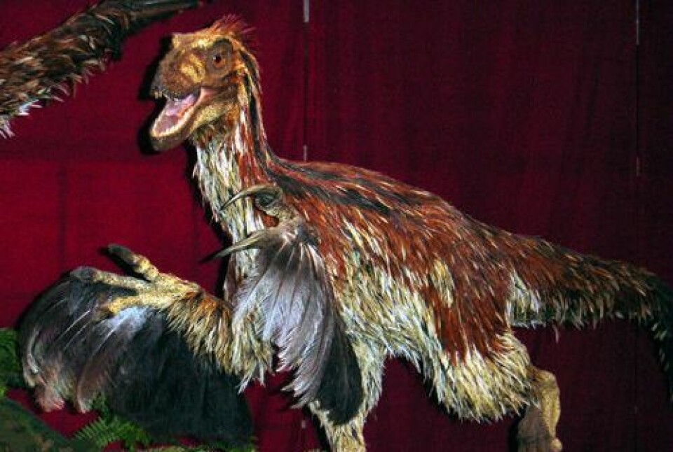 Rekonstruksjon av Deinonychus antirrhopus ved Royal Ontario Museum (Foto: Stephen Czerkas/Wikimedia Creative Commons)