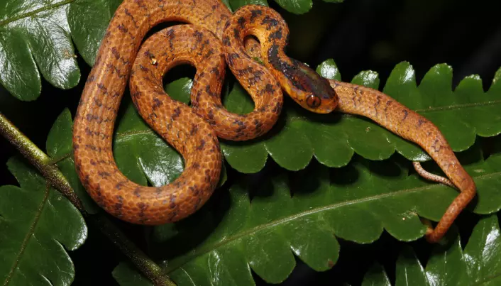 Dette krypdyret, som har fått det latinske navnet pareas geminatus, slanger seg på et blad i Mekong-regionen.