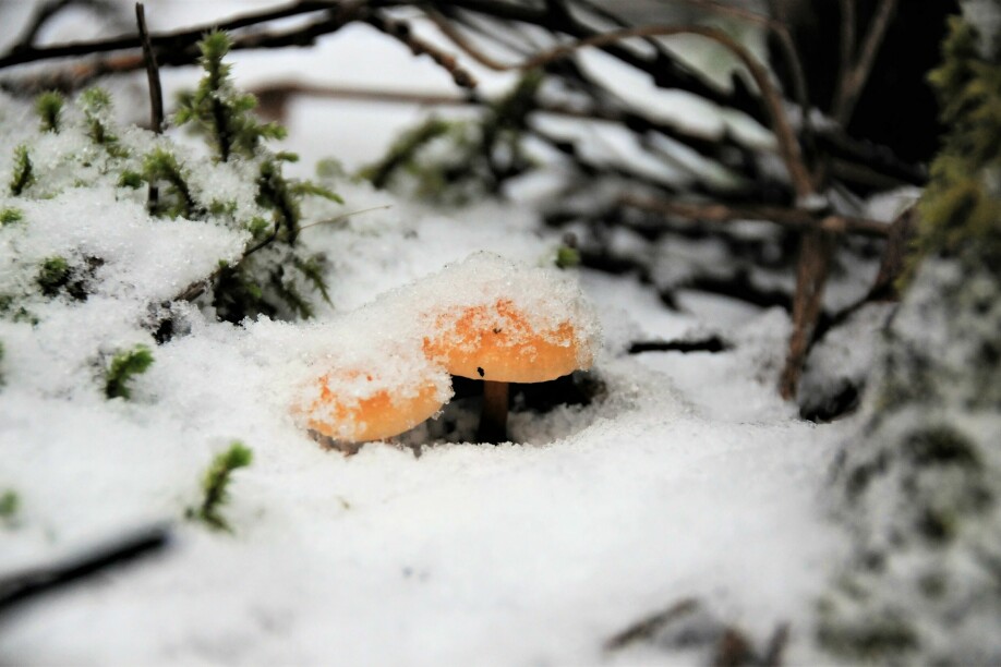 Vintersoppen tåler frost godt. Ulikt de fleste andre sopper, tiner vintersoppen og fortsetter å vokse under mildere perioder om vinteren.
