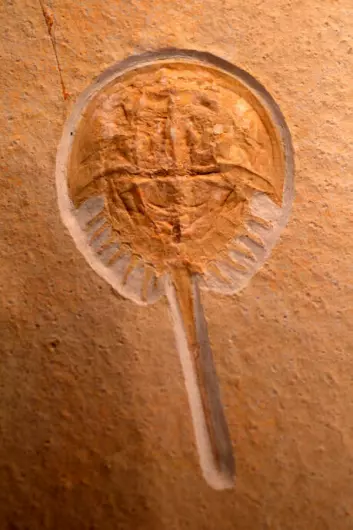 Dolkhalen hadde for 440 millioner år siden – samt i dag – en lang, spiss hale som ligner et våpen. Den brukes bare hvis dolkhalen ender på ryggen og trenger en liten dytt for å komme på beina igjen.