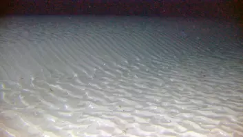 En en meter høy sandbølge flytter seg gradvis over bunnen. Sand transporteres over toppen på bølgen og ned den bratte lesiden. Sandbølgen er dekket av strømrifler som viser sandtransport som skyldes tidevannsbølger langs bunnen mot venstre hjørne.