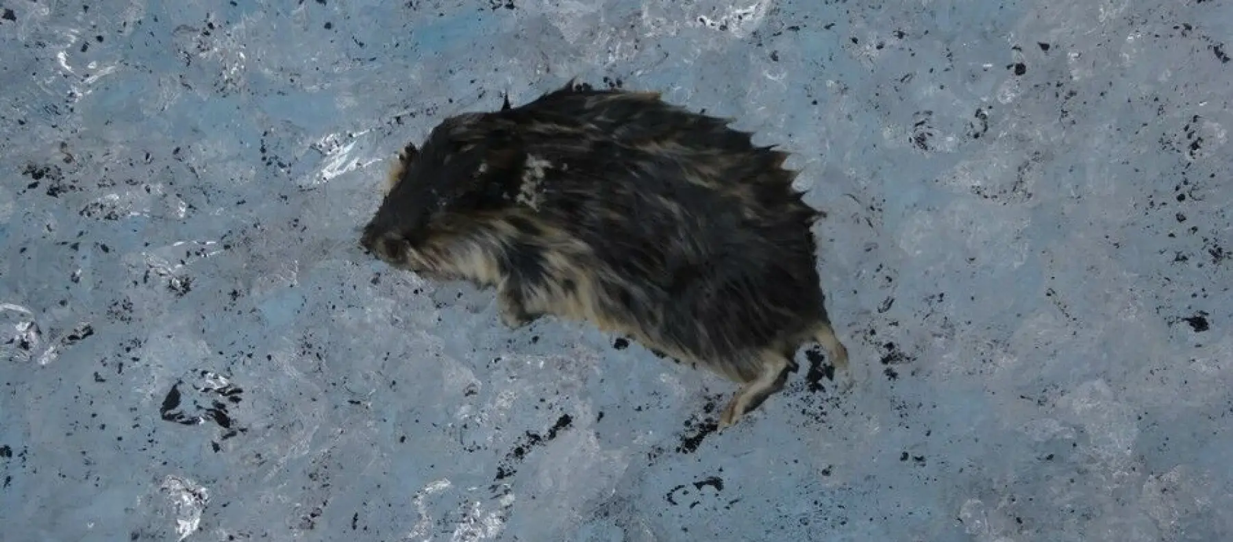 – De har forvillet seg ut på breen og så kommer de seg ikke ut tidsnok og dør av kulde eller sult, forteller Atle Nesje. Det meste av de små kroppene råtner opp, men de radioaktive stoffene blir ikke borte. – De har forvillet seg ut på breen og så kommer de seg ikke ut tidsnok og dør av kulde eller sult, forteller Atle Nesje. Det meste av de små kroppene råtner opp, men de radioaktive stoffene blir ikke borte.