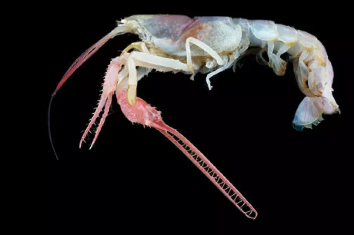 Denne blinde dypvannshummeren representerer en av 5.300 marine nye arter som er oppdaget siden 2003. Den tilhører en sjelden gruppe som kalles Thaumastochelopsis. Den store kloen er trolig et forsvarsredskap mot andre skalldyr, tror forskerne.

(Foto: Tin-Yam Chan/National Taiwan Ocean University/Keelung/courtesy COML)