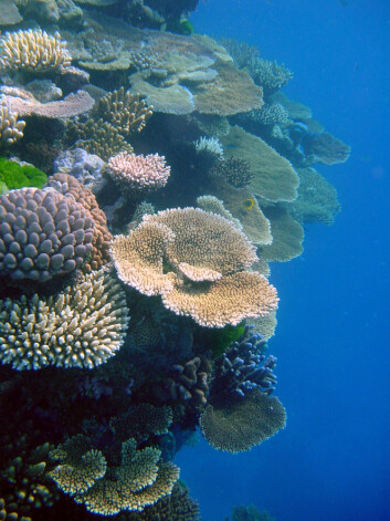 "Sunne og friske koraller utenfor Aceh i Indonesia. Foto: ARC Centre of Excelllence for Coral Reef Studies" "Sunne og friske koraller utenfor Aceh i Indonesia. Foto: ARC Centre of Excelllence for Coral Reef Studies"