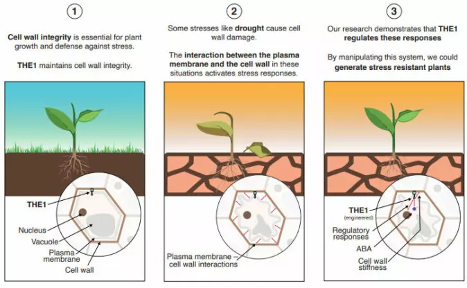 The illustration shows how plants adapt to drought. The hormone THE1 helps keep the cell walls intact. Drought can damage the walls, and the research group discovered that THE1 regulates the various defence mechanisms triggered by drought. The researchers were able to manipulate these mechanisms, identify naturally existing plants where the regulatory mechanism is particularly active, and breed new crop varieties that can cope better with the changes.