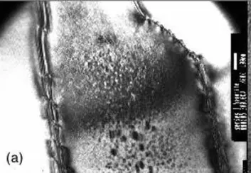 "Mikroskopbilde på nanonivå: Den sterke magnetismen finnes i grensesjiktet mellom mineralene hematitt og ilmenitt (til høyre på dette bildet)."