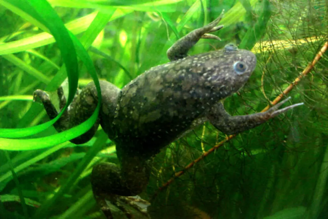 Frosker av typen African Clawed Frog fikk nytt bein etter å ha mistet det.