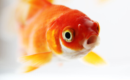 Forskere tror mange fisk bruker lyd for å snakke sammen