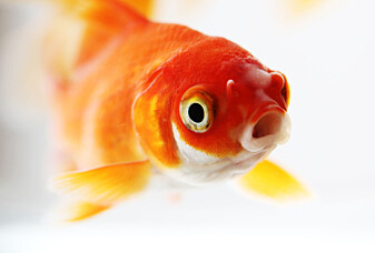 Forskere tror mange fisk bruker lyd for å snakke sammen