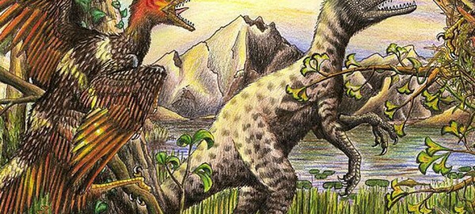 Sinornithosaurus millenii og Dilong paradoxus, tegning (Bilde: Ferahgo the Assassin/Wikimedia Creative Commons)