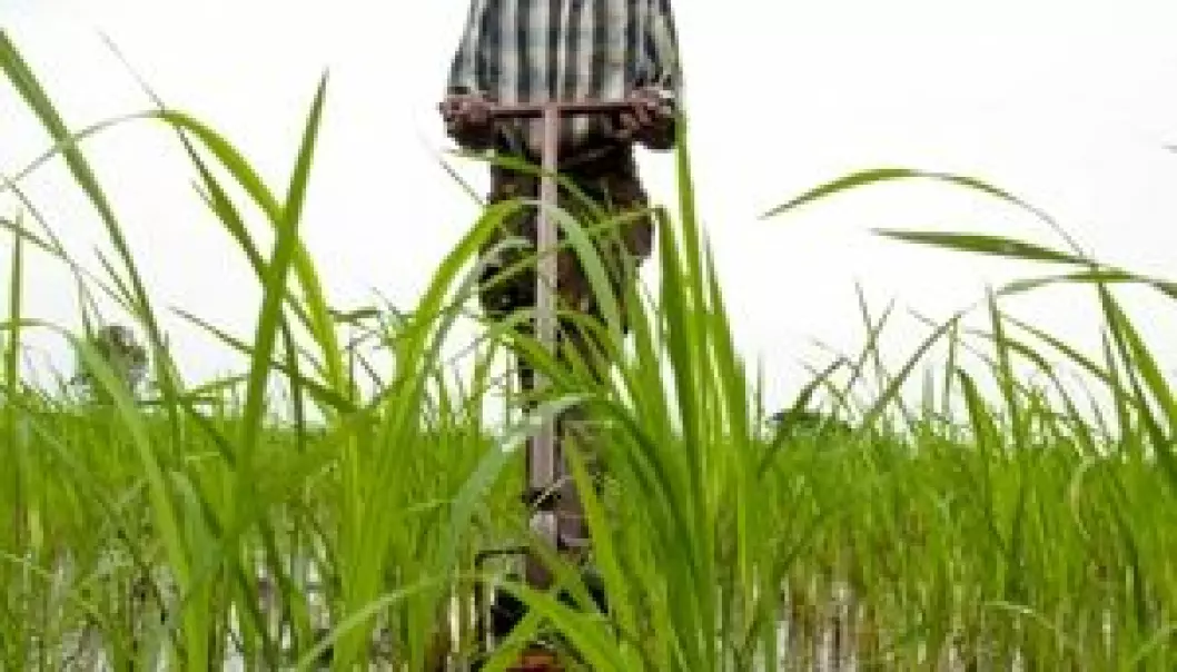 Ris bak klimaspeilet